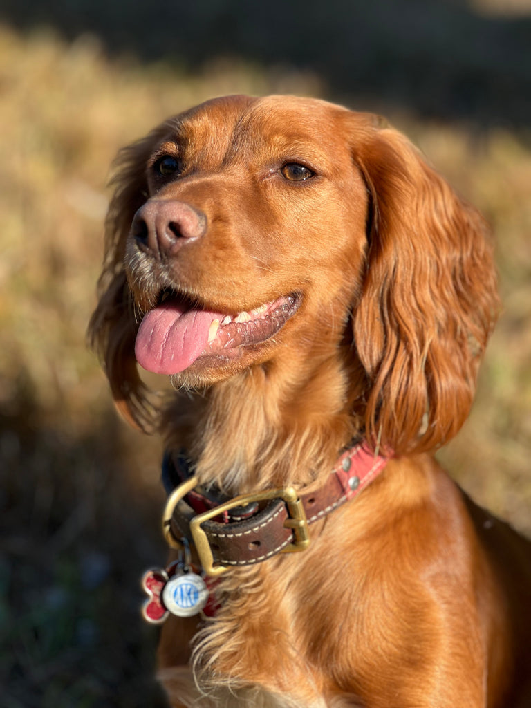 Liz Lewis x Hound & Hare English Cocker Fine Art Belt Buckle - Hound & Hare